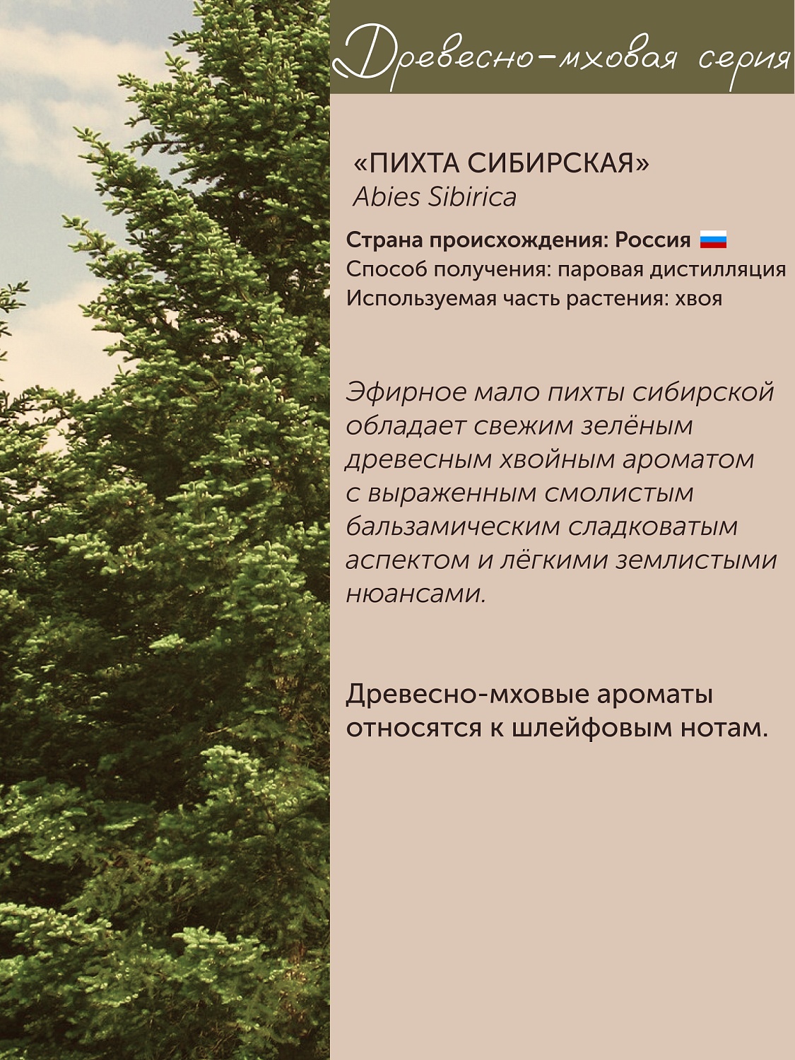 Пихта Abies Sibirica 