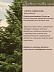 Пихта Abies Sibirica 