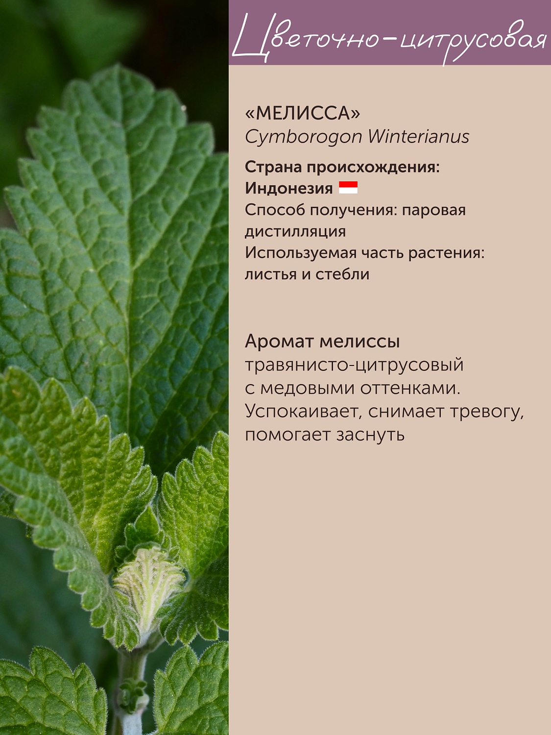 Мелисса Cymbopogon Winterianus