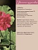 Герань Pelargonium Graveolens
