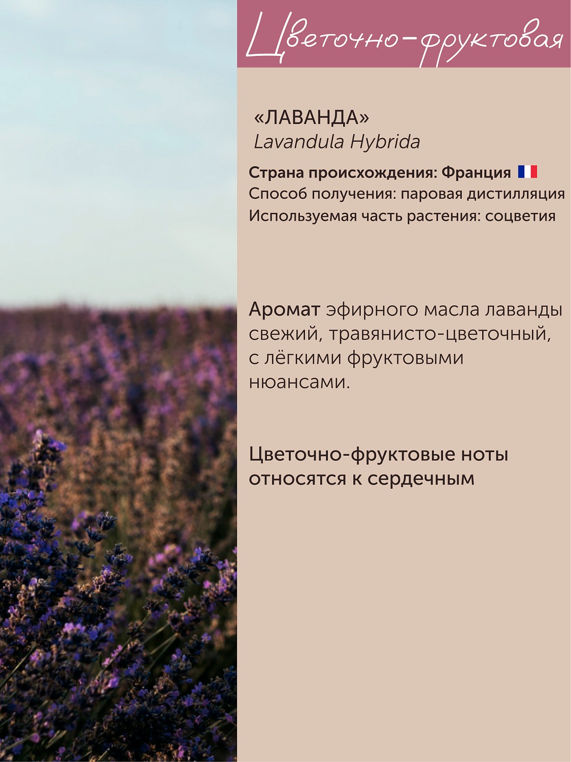 Лаванда Lavandula Hybrida