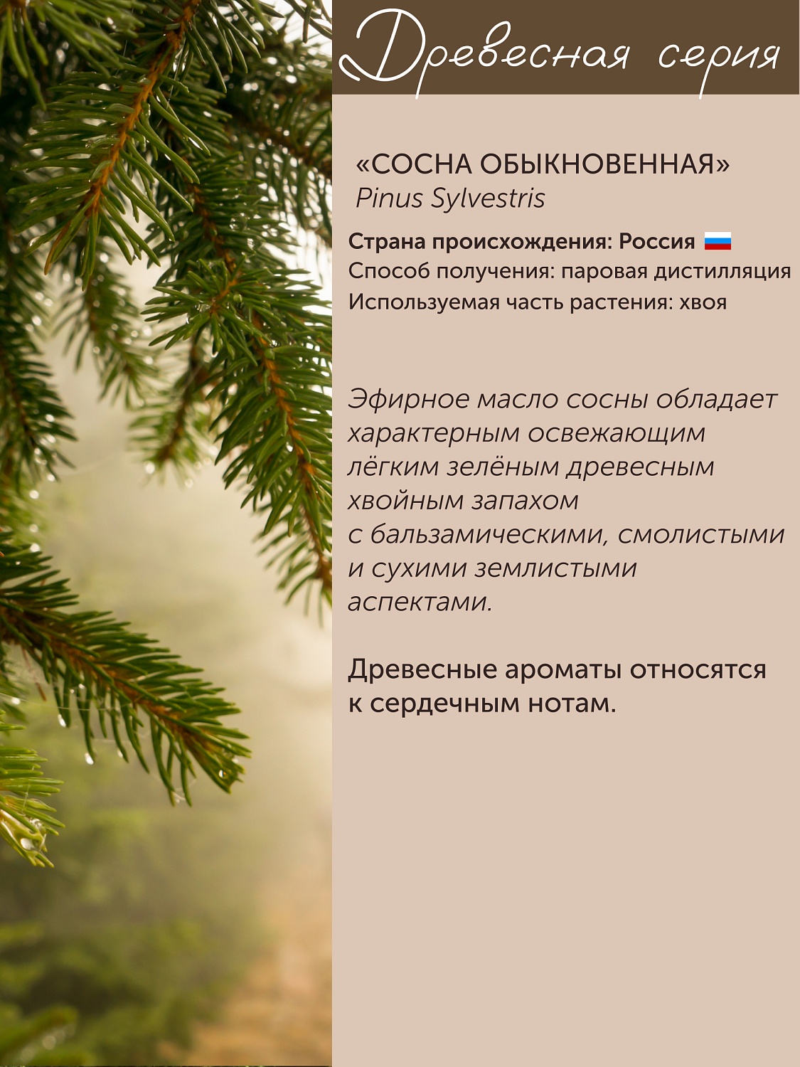 Сосна Pinus Sylvestris 