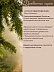 Сосна Pinus Sylvestris 