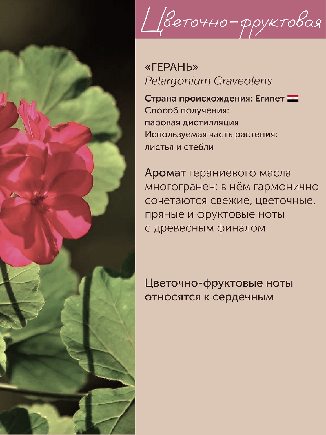Герань Pelargonium Graveolens