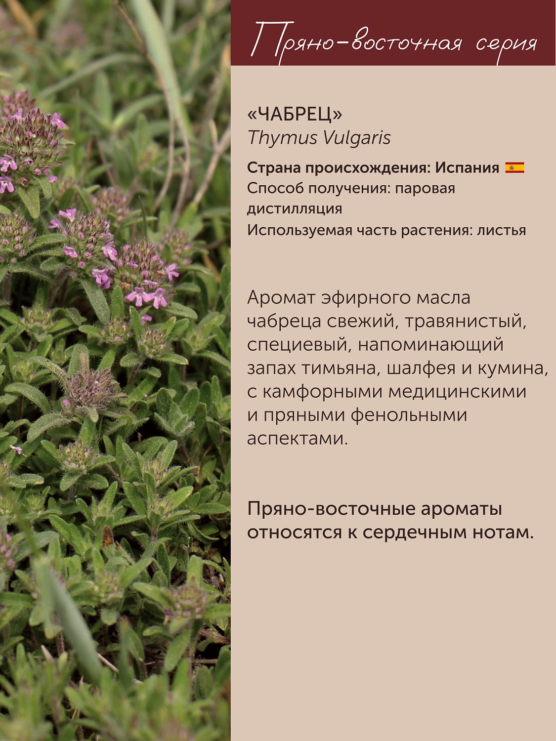 Чабрец Thymus  Vulgaris