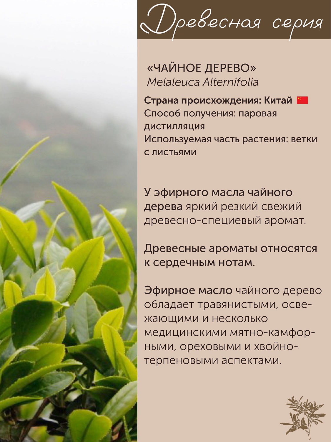 Чайное дерево Melaleuca Alternifolia 