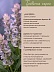 Шалфей Salvia Sclarea