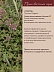 Чабрец Thymus  Vulgaris
