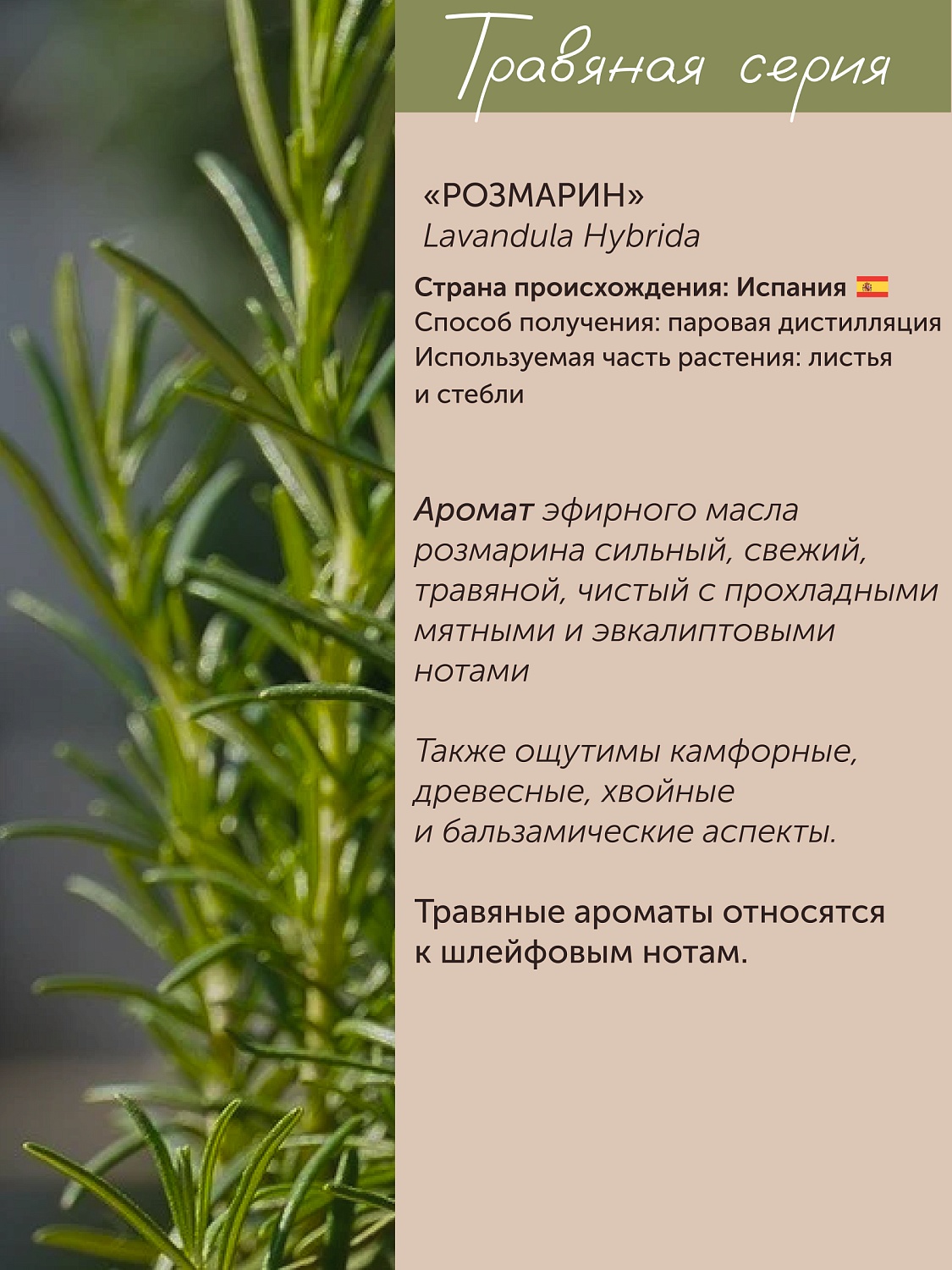 Розмарин Rosmarinus Officinalis 