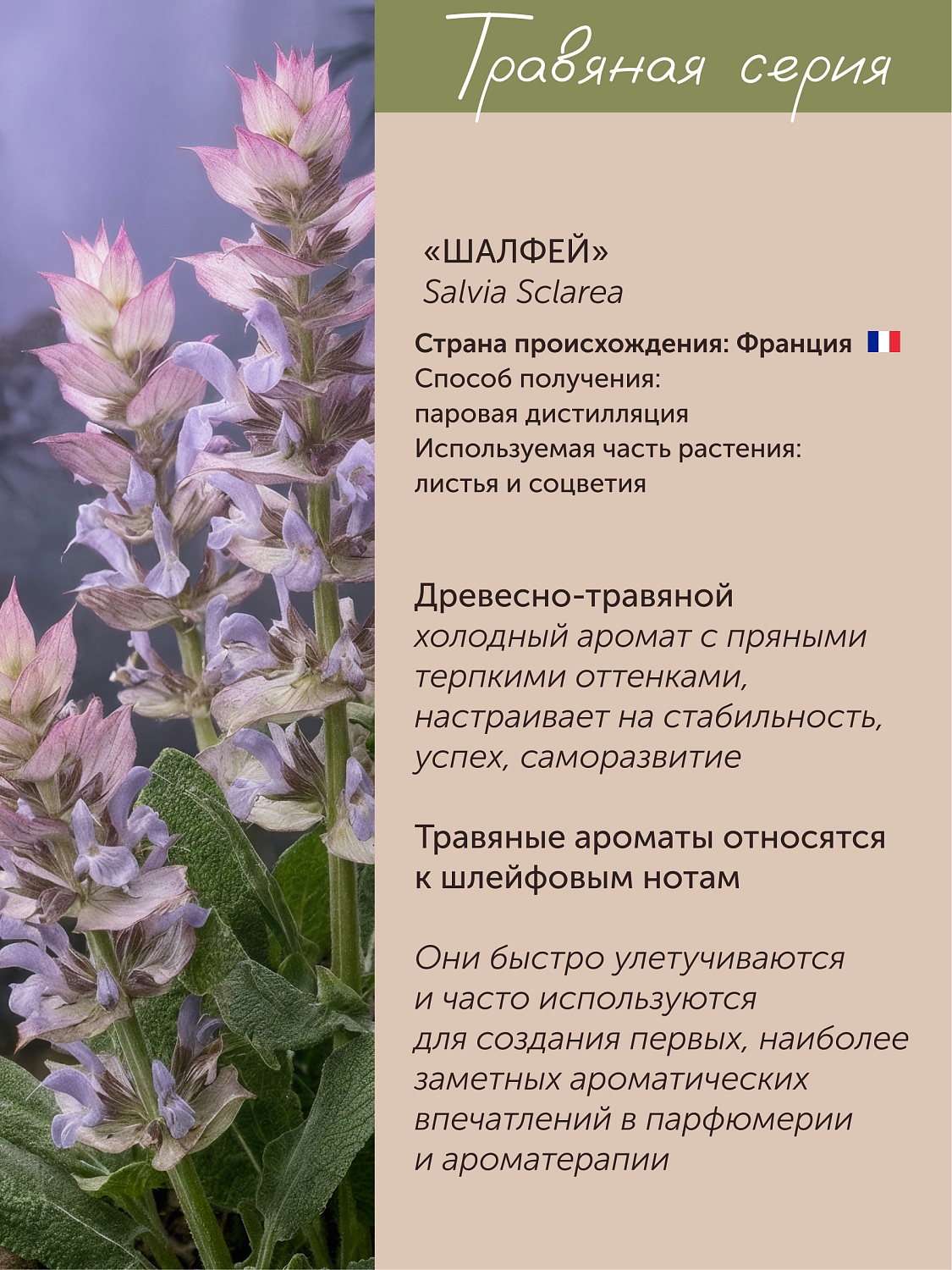 Шалфей Salvia Sclarea