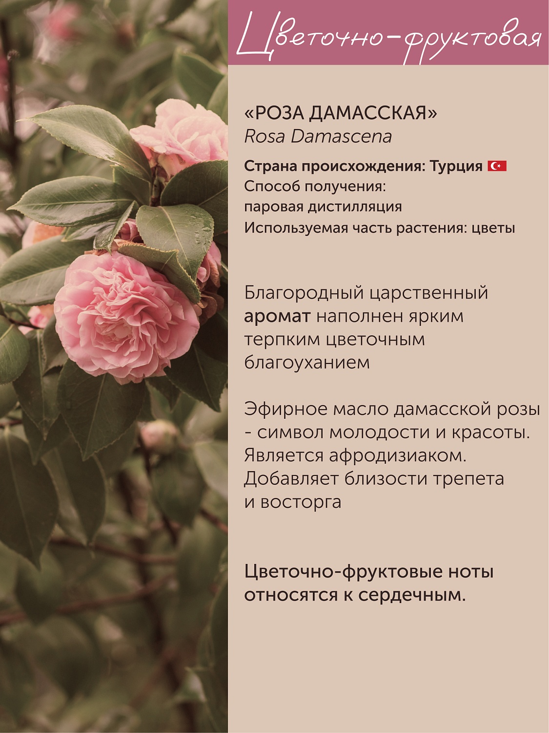 Роза Rosa Damascena