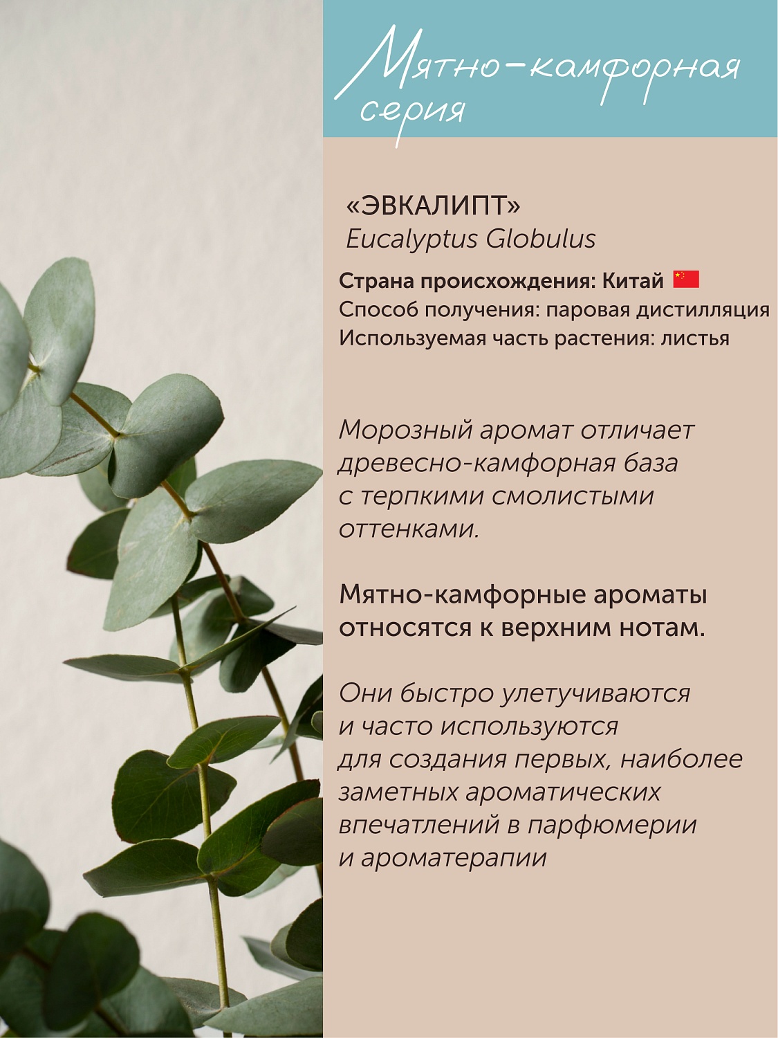 Эвкалипт Eucalyptus Globulus