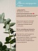 Эвкалипт Eucalyptus Globulus