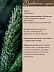 Ель Picea Abies