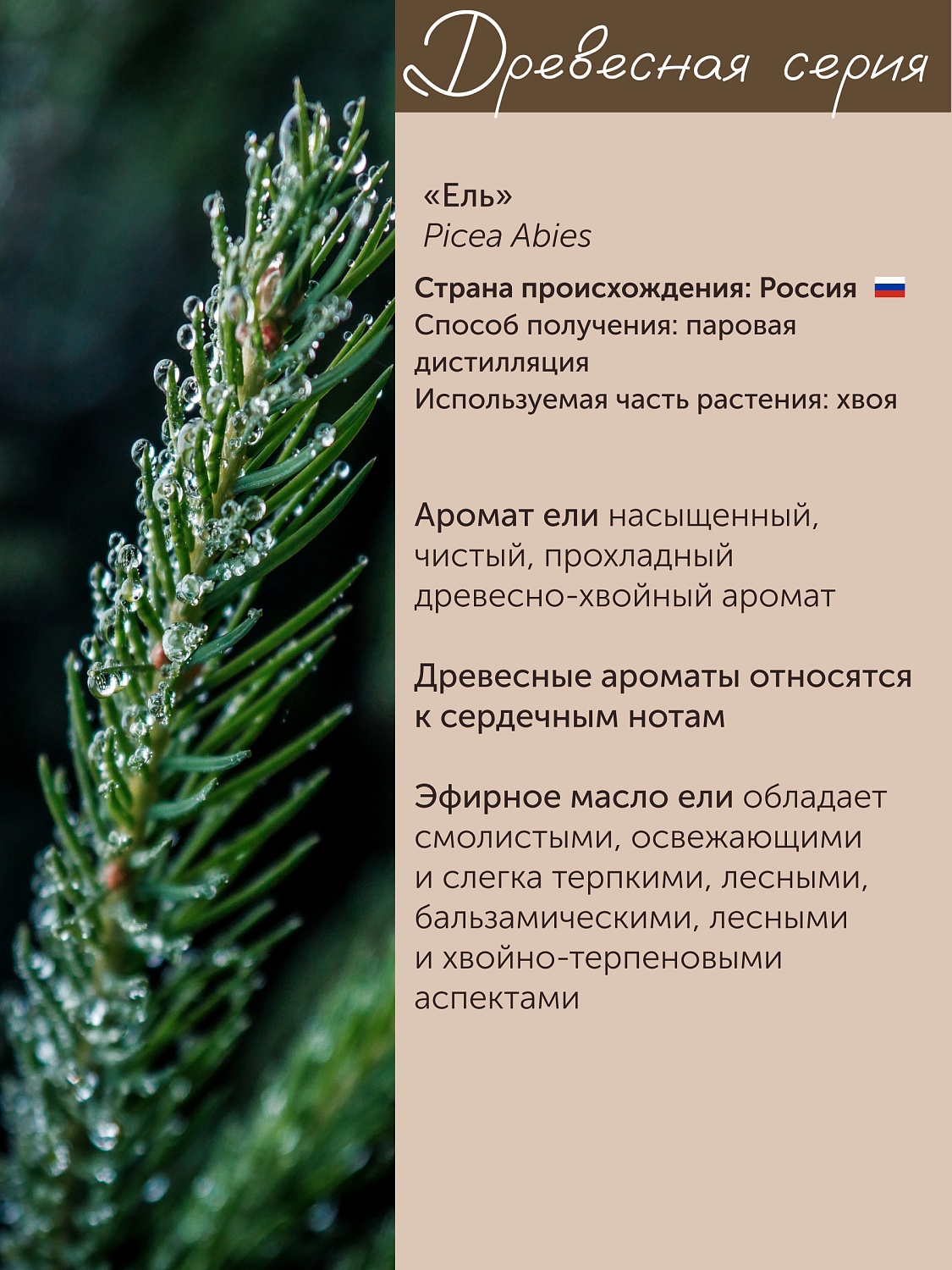 Ель Picea Abies