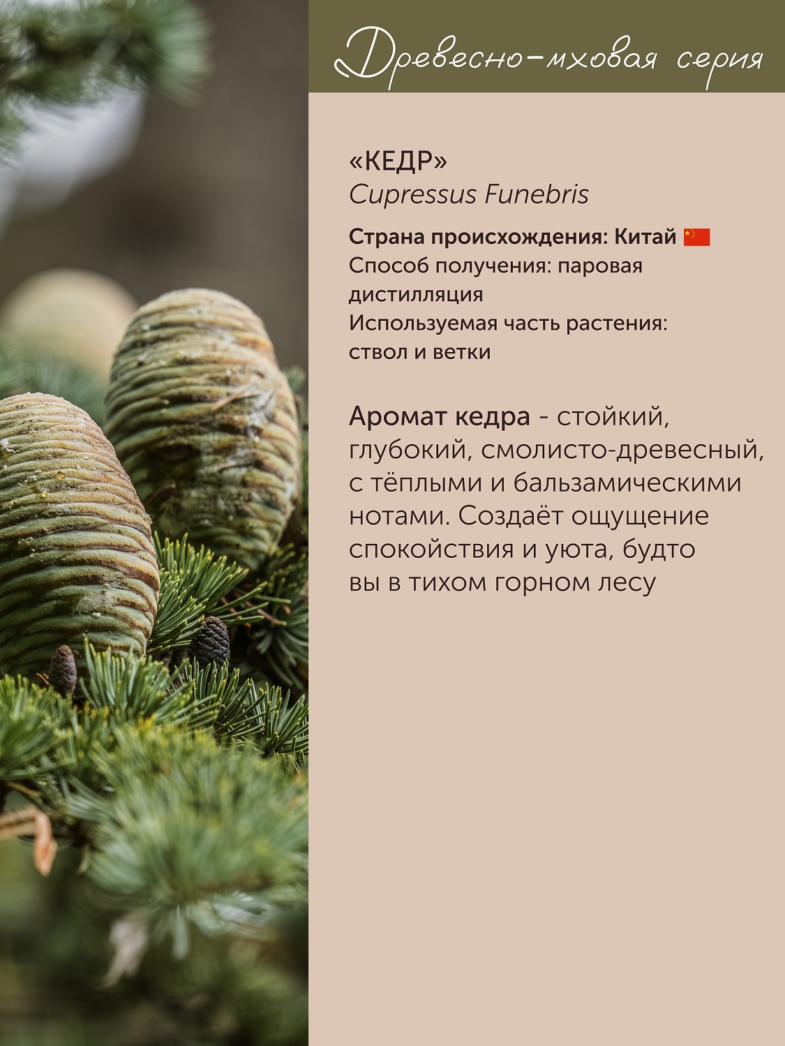 Кедр Cupressus Funebris