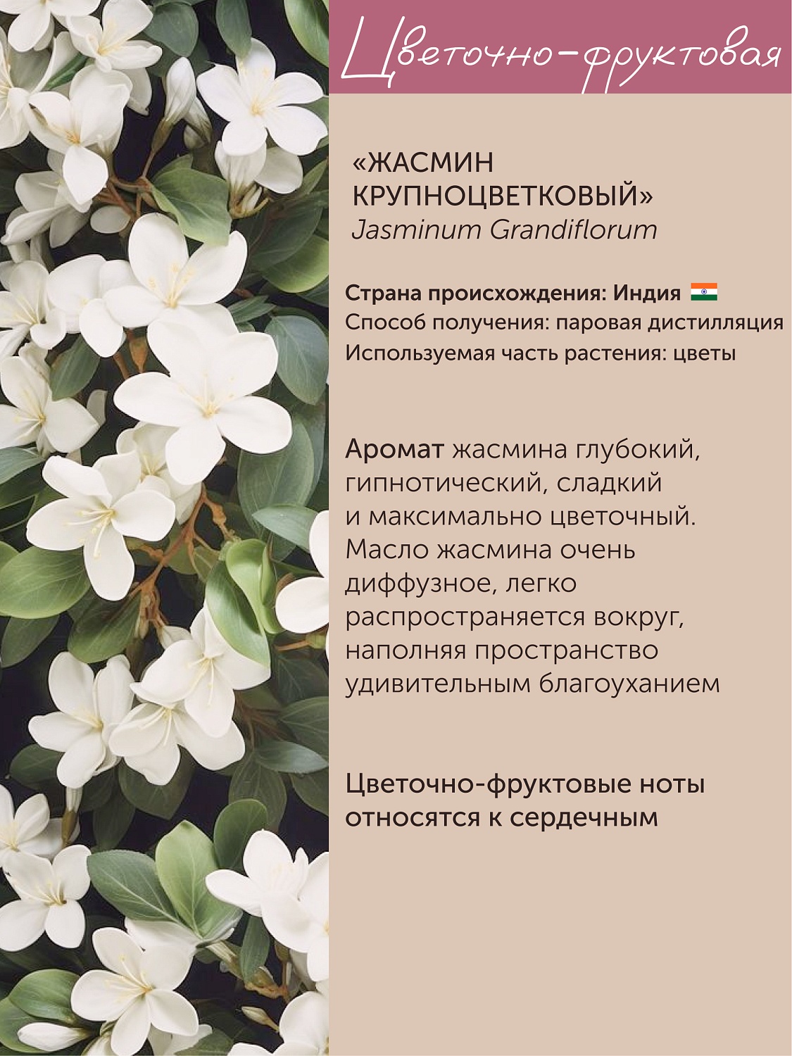 Жасмин Jasminum Grandiflorum