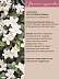 Жасмин Jasminum Grandiflorum