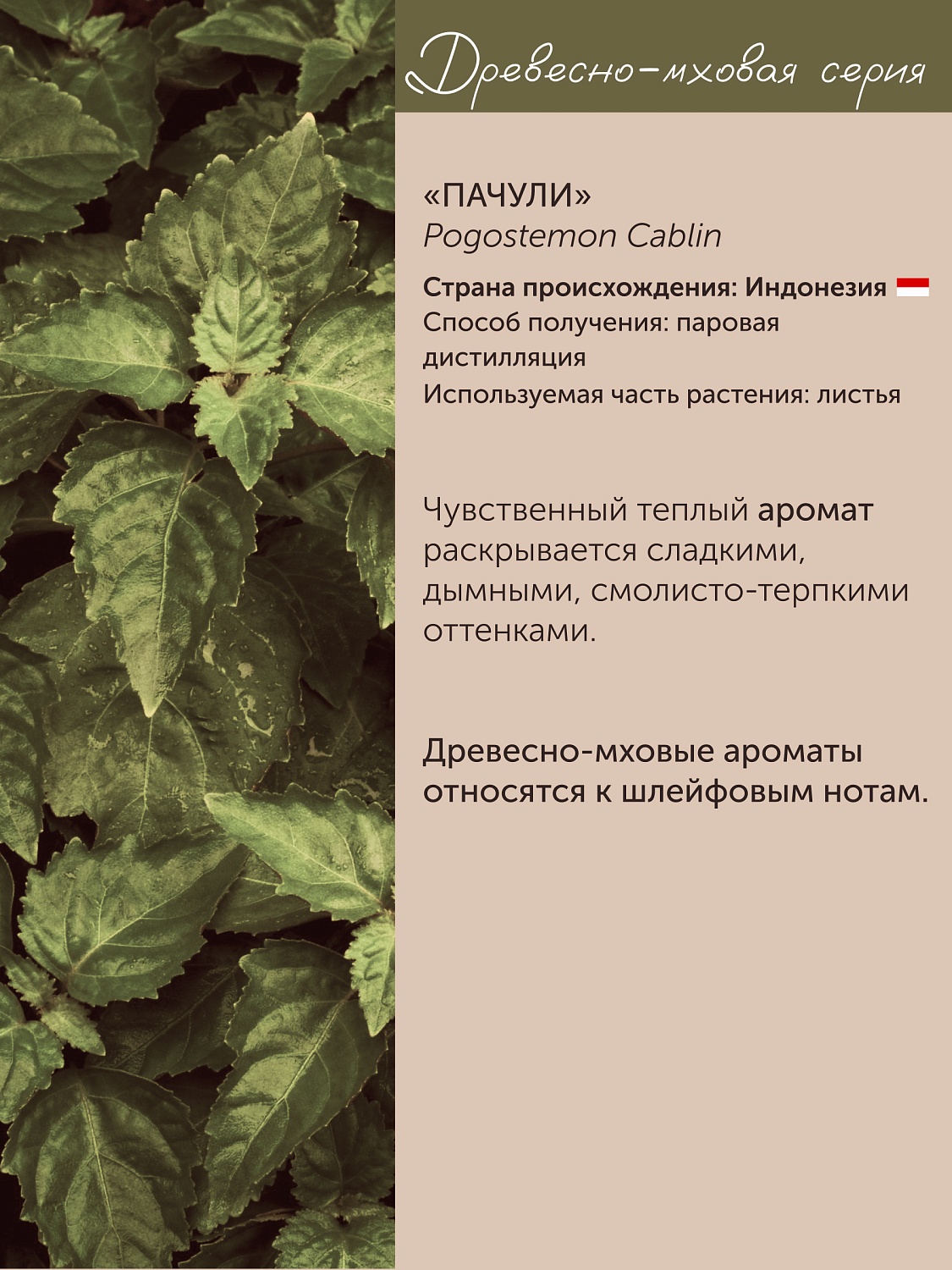 Пачули Pogostemon Cablin 