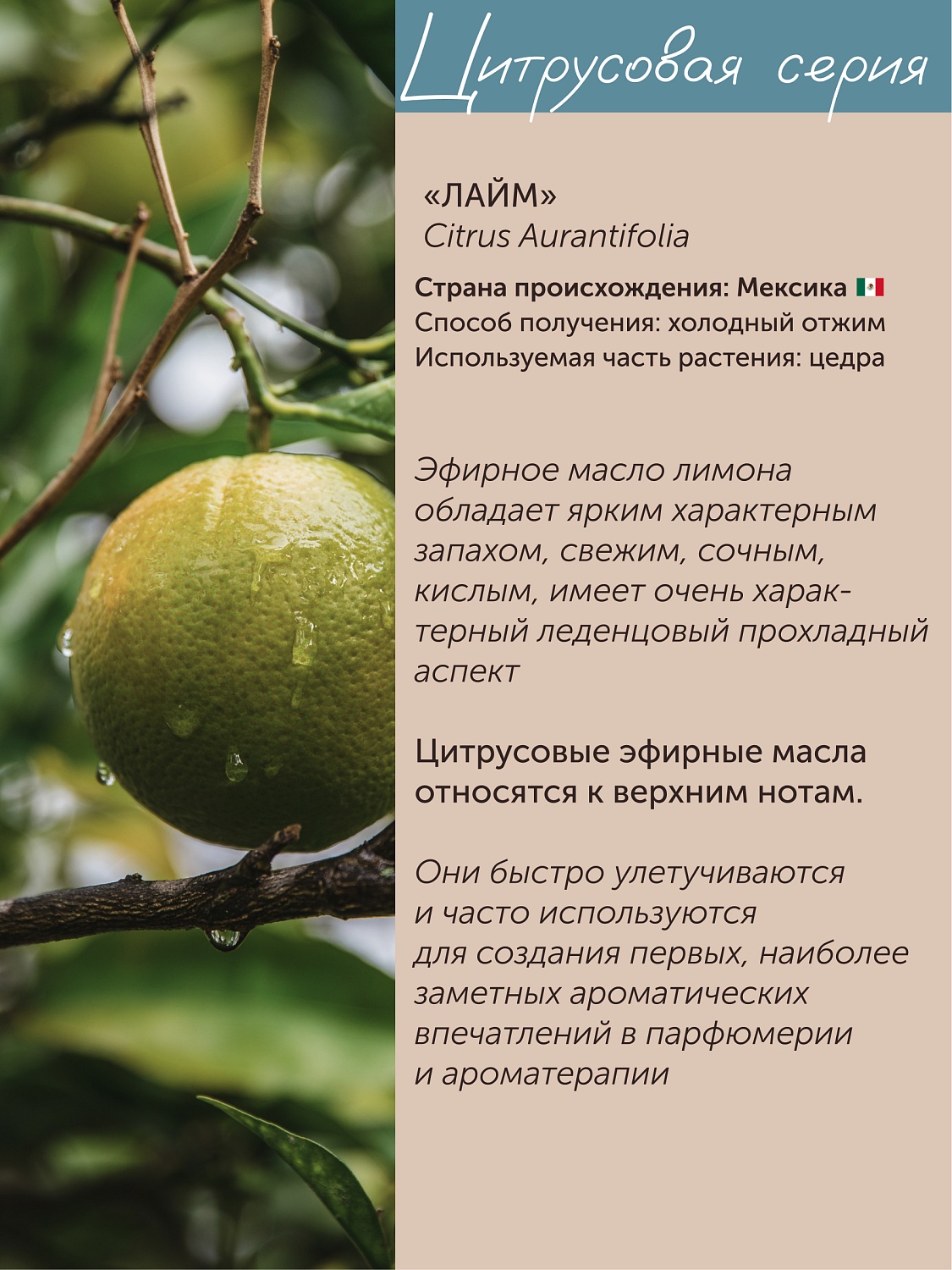 Лайм Citrus Aurantifolia 