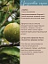 Лайм Citrus Aurantifolia 