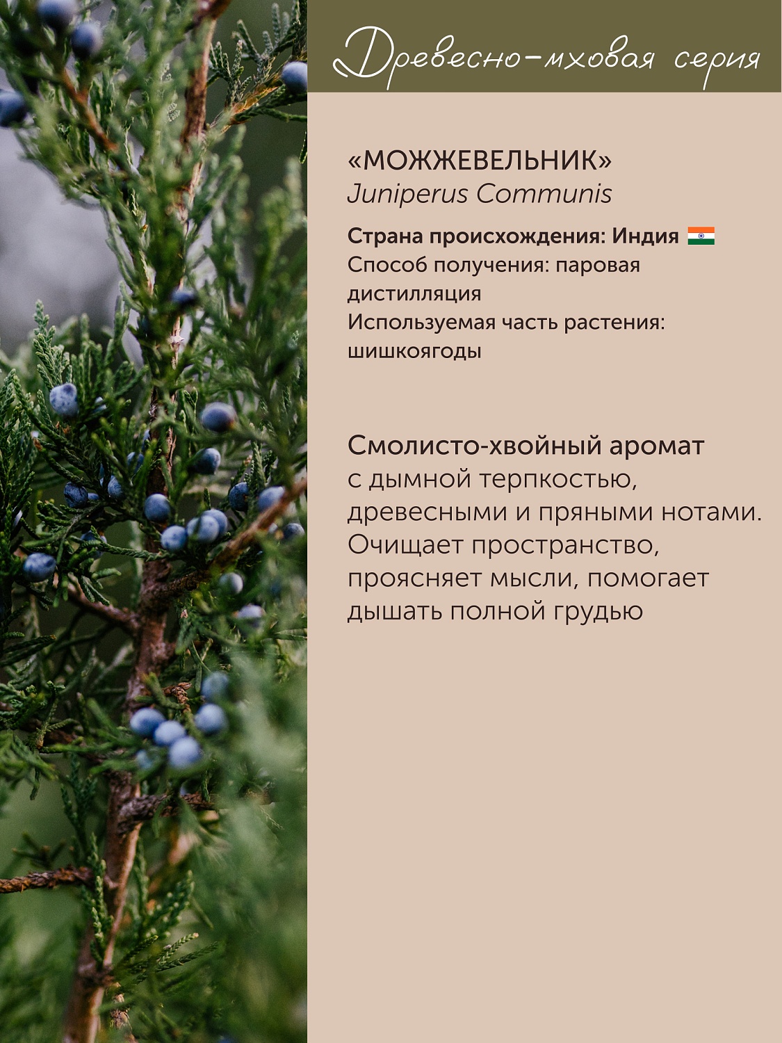 Можжевельник Juniperus Communis