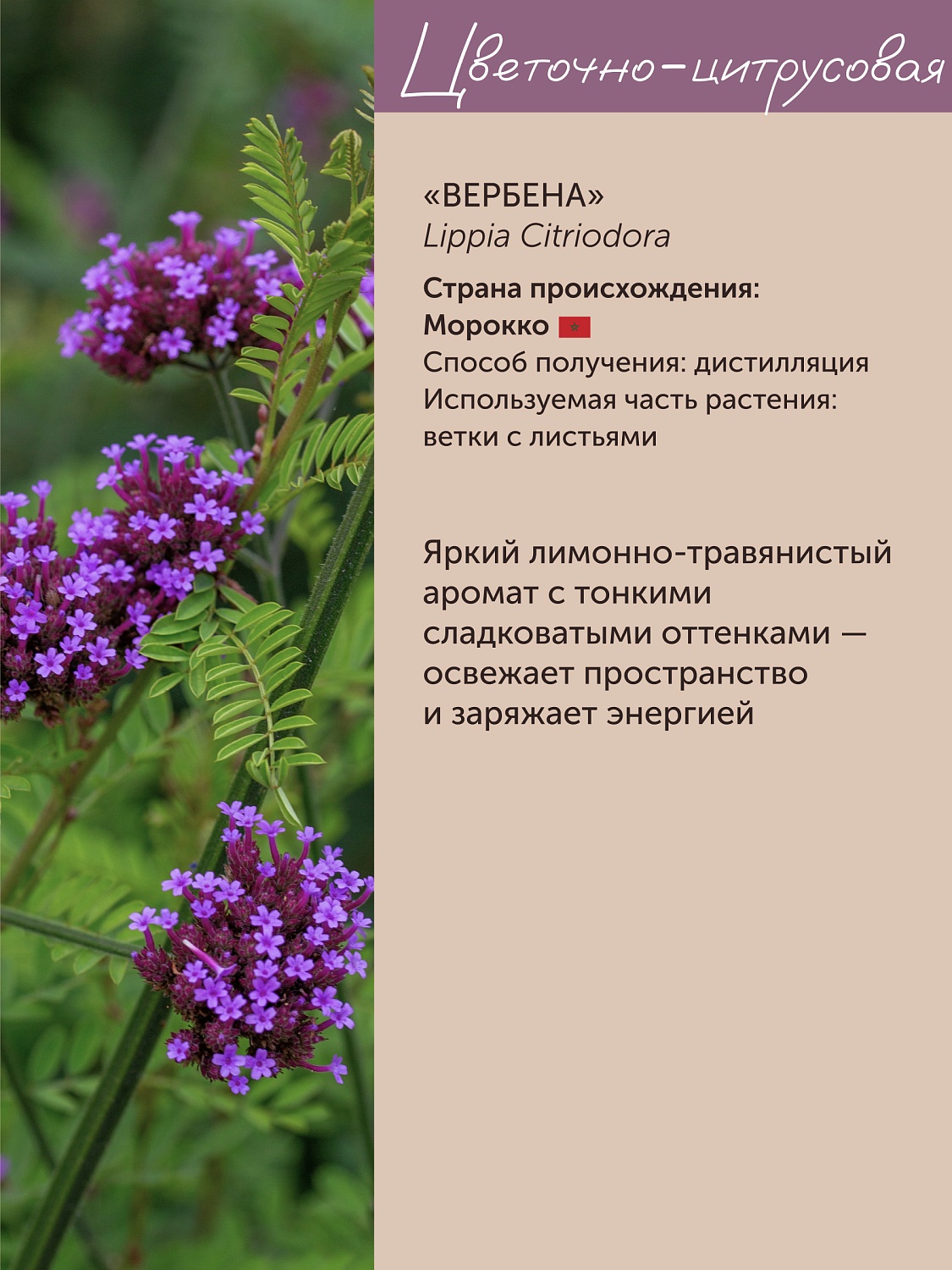 Вербена Lippia Citriodora