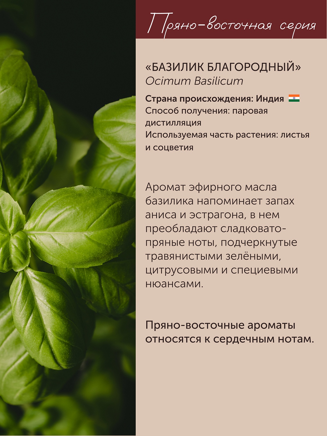 Базилик Ocimum Basilicum