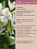 Нероли Citrus Aurantium Amara